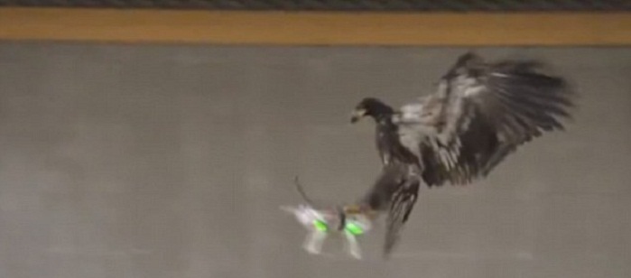 Dutch police trained eagle to attack illegal drones - VIDEO